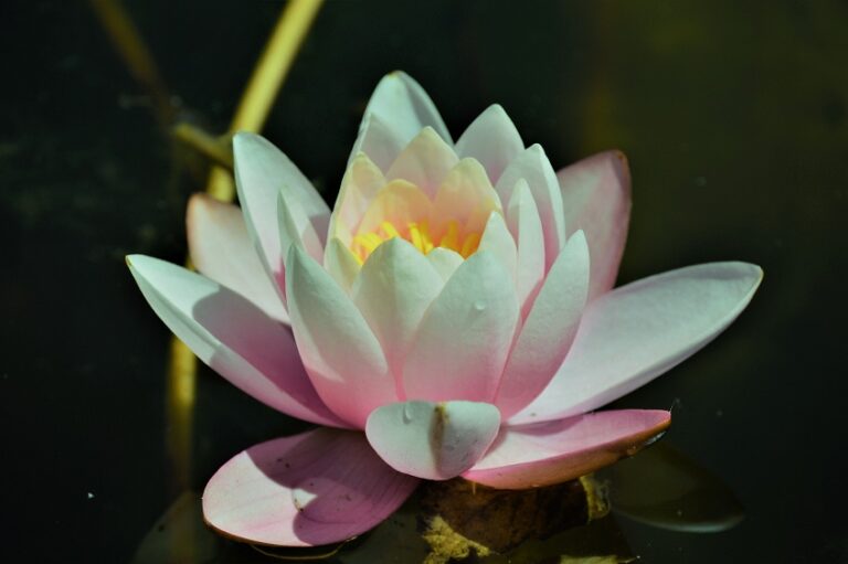 Optimale plantverzorging voor langer plezier in huis